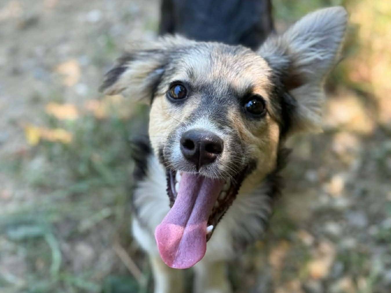 Adotta un cane, femmina, 4 mesi, Firenze