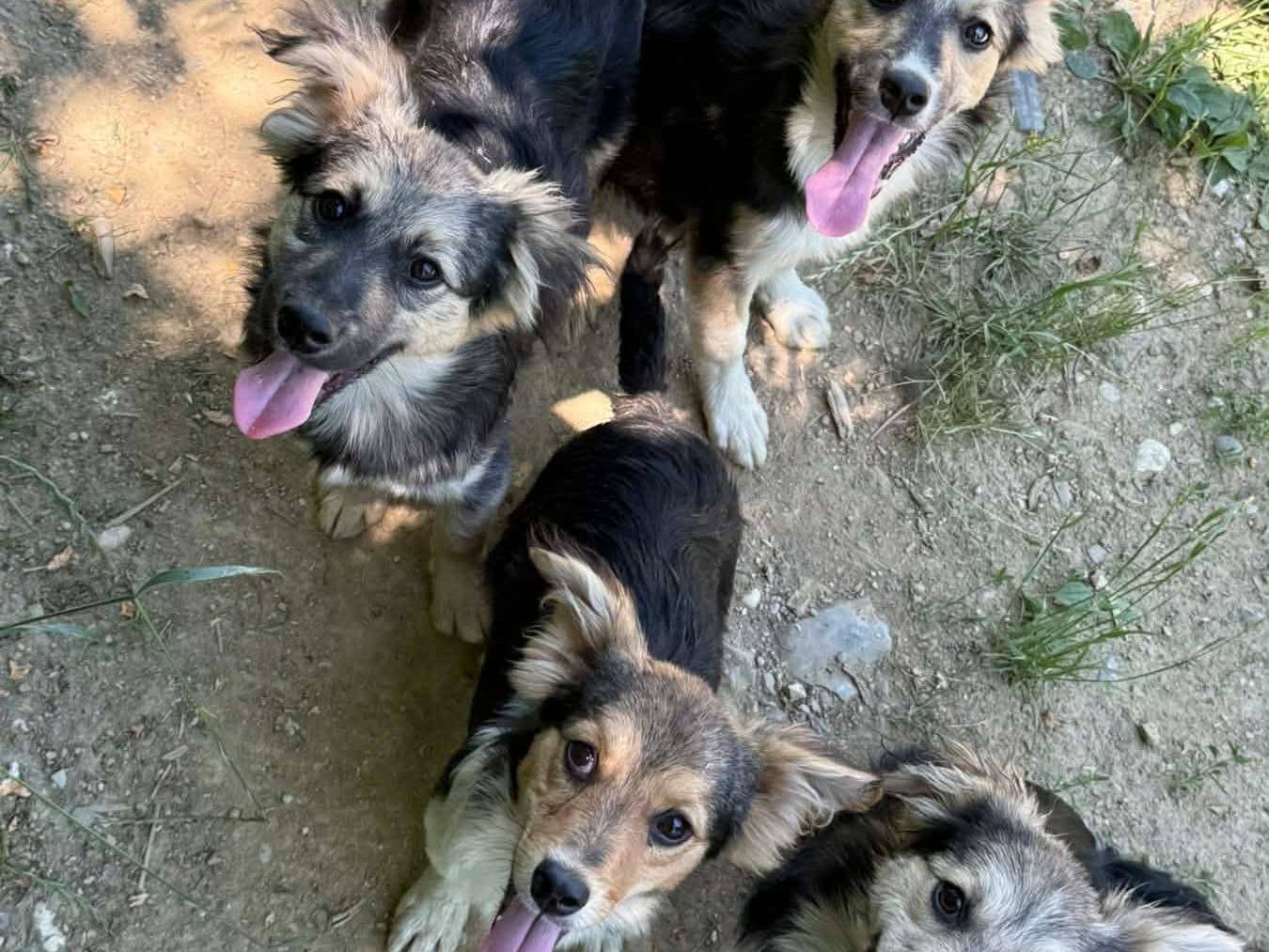 Vuoi adottare un cane a Firenze?