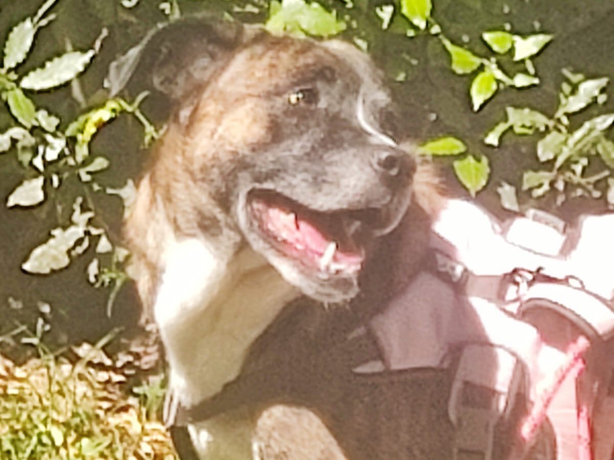 Adozione cane, femmina, Razza sconosciuta Razza sconosciuta, 3 anni e 9 mesi, taglia media, Lucca