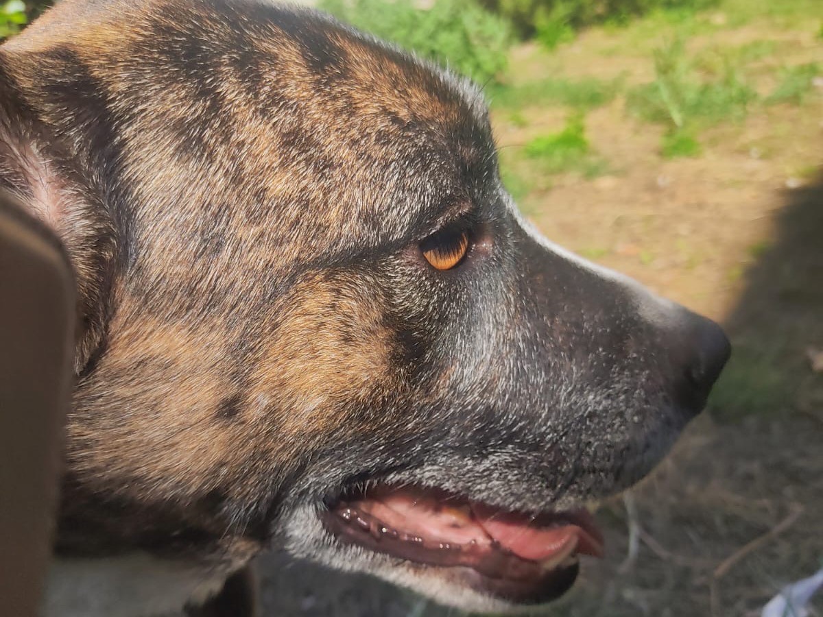 Adotta un cane, taglia media, femmina, Lucca