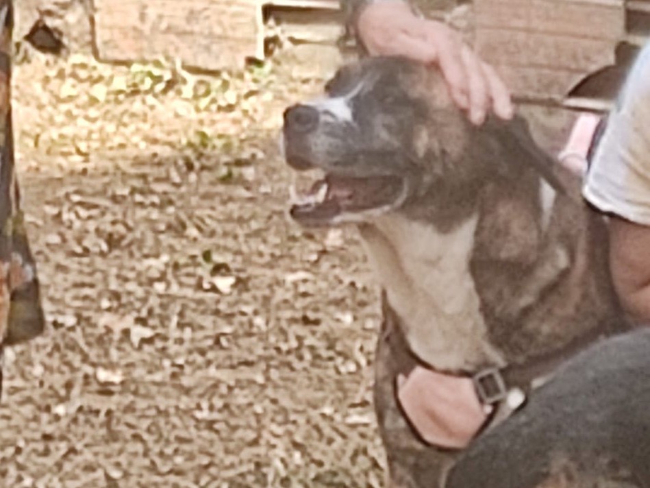 Vuoi adottare un cane a Lucca?