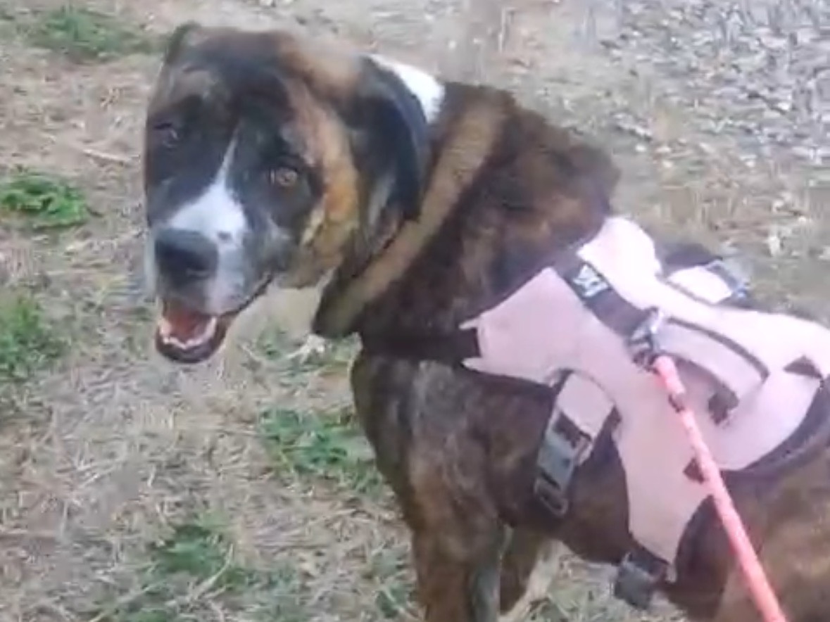 Adotta il cane STEFY a Lucca
