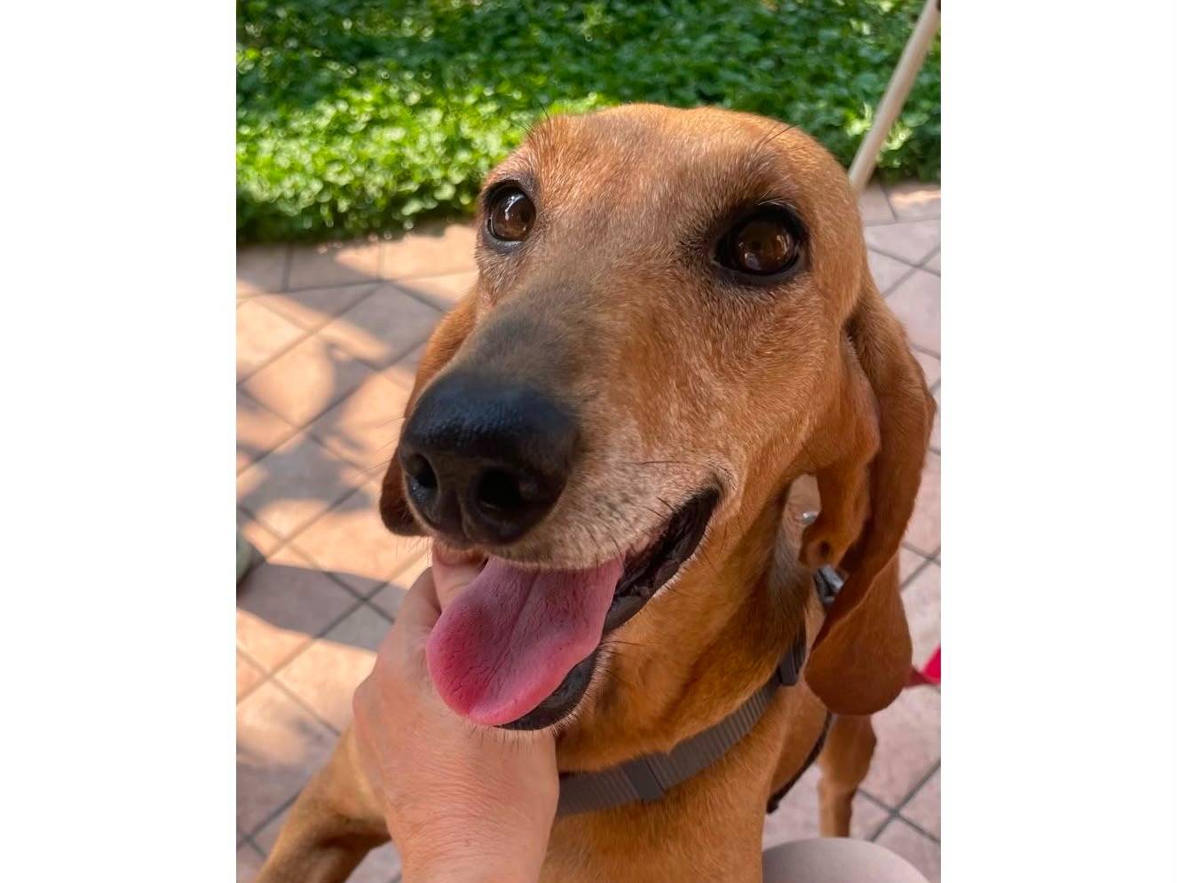 Adotta il cane LEA a Verona
