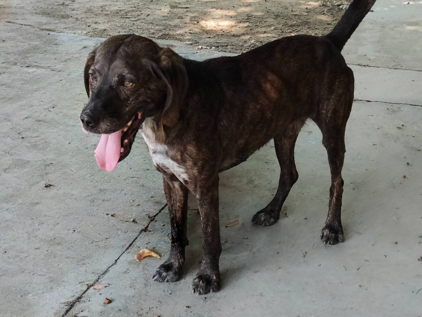 Adozione cane, maschio, Segugio maremmano Razza sconosciuta, 5 anni e 1 mese, taglia media, Cuneo
