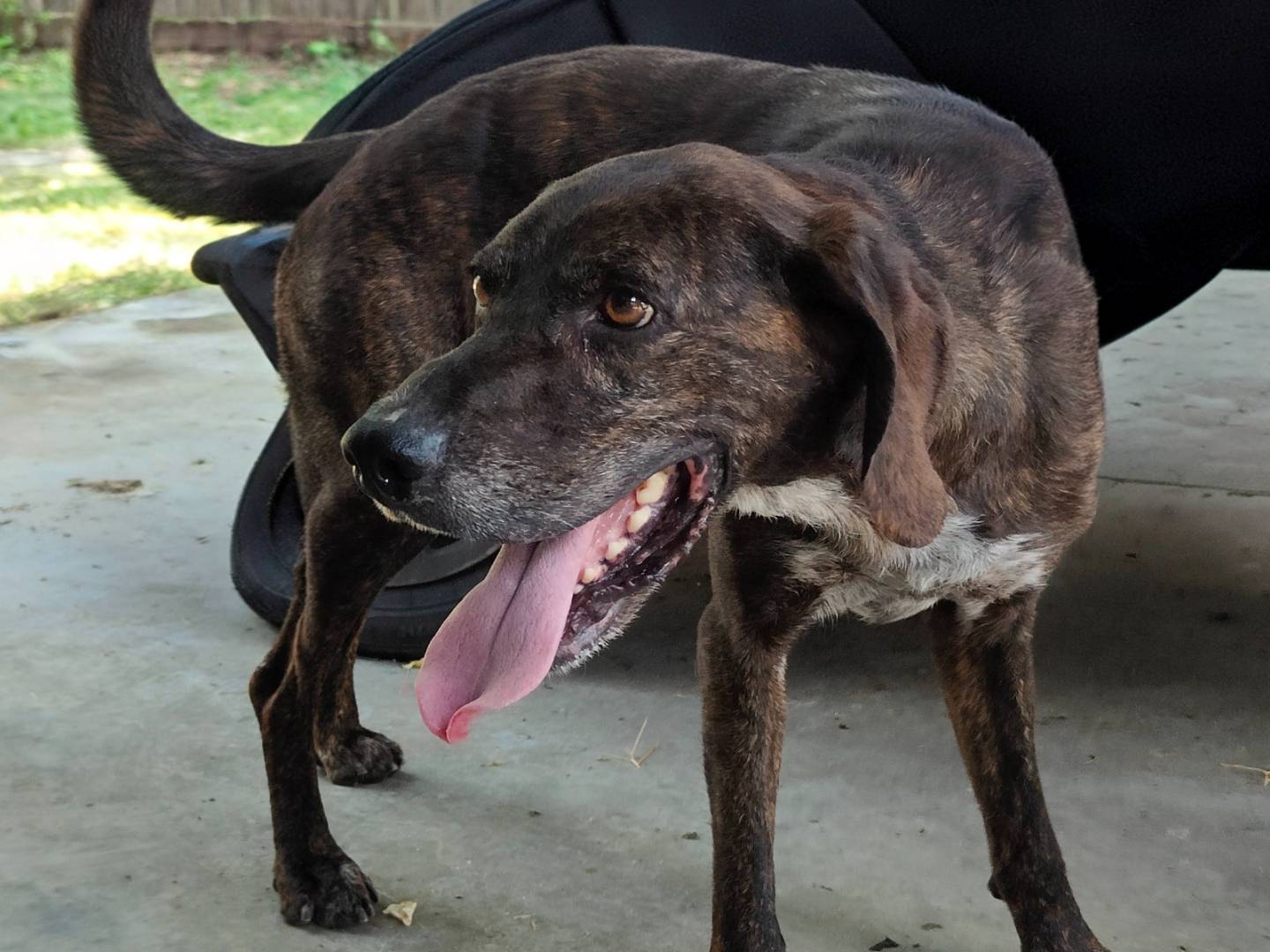 Adotta un cane, maschio, 5 anni e 1 mese, Cuneo