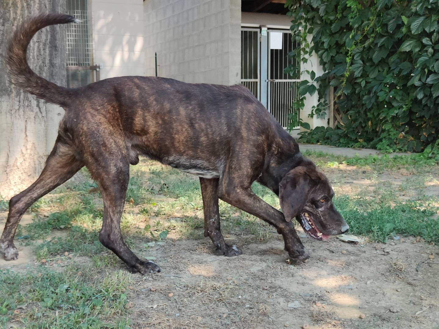 Adotta un cane, taglia media, maschio, Cuneo