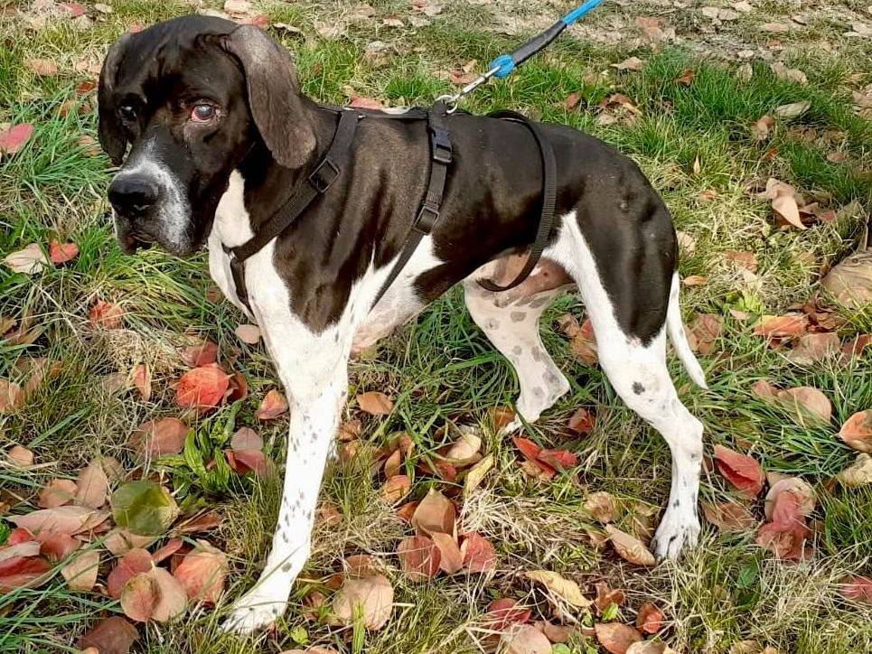 Adozione cane, maschio, Pointer Razza sconosciuta, 7 anni e 11 mesi, taglia media, Ancona