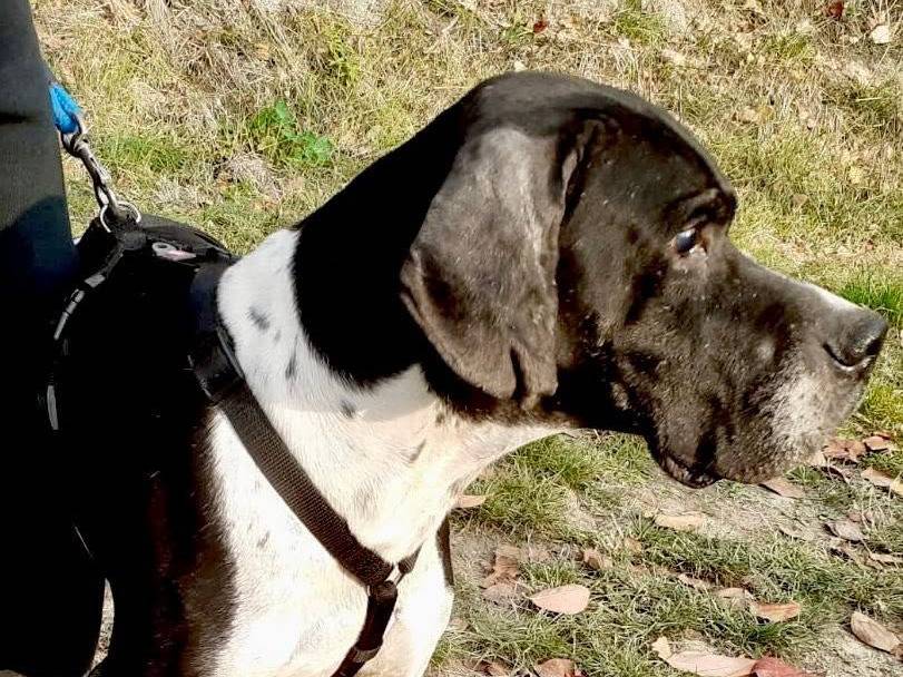 Adotta il cane TEX a Ancona