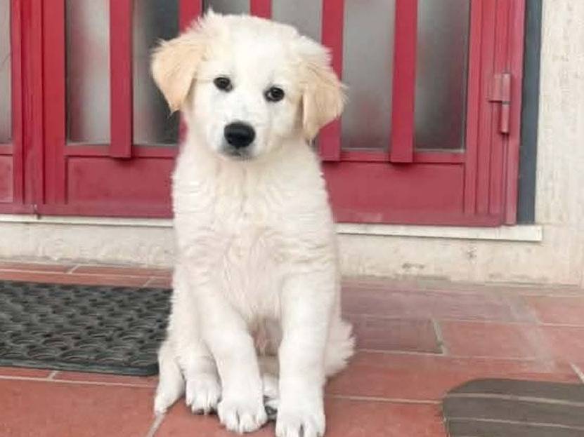 Adozione cane, maschio, Golden Retriever Pastore maremmano, 3 mesi, taglia media, Catania