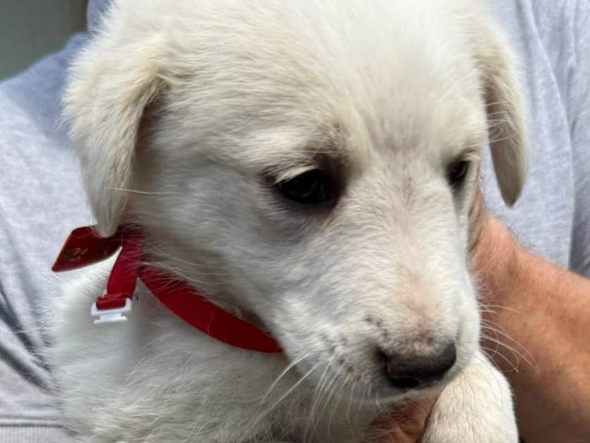 Adozione cane, femmina, Golden Retriever Razza sconosciuta, 2 mesi, taglia media, Caserta