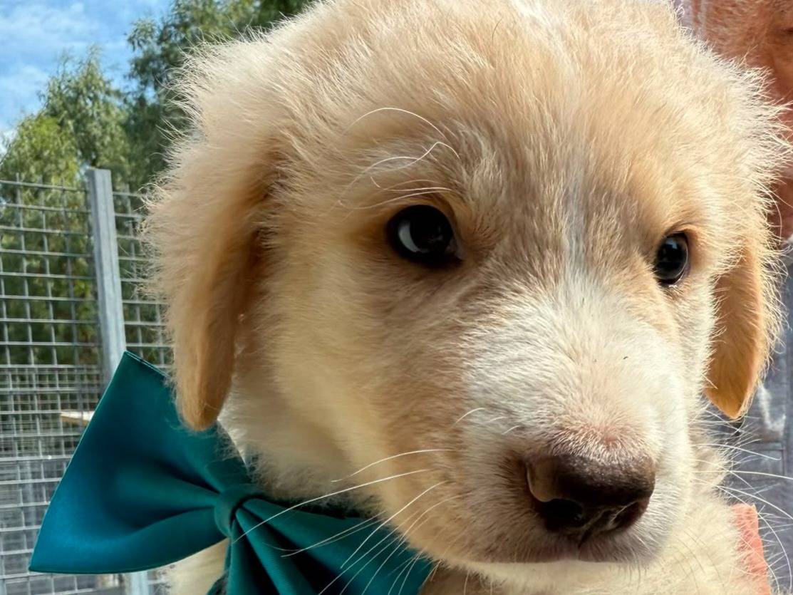 Adozione cane, maschio, Golden Retriever Razza sconosciuta, 2 mesi, taglia media, Caserta
