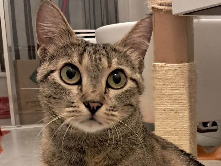Adozione gatto, femmina, Razza sconosciuta Razza sconosciuta, 1 anno e 1 mese, taglia non valida, Brescia