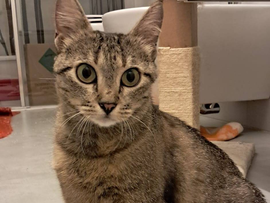 Adotta un gatto, femmina, 1 anno e 1 mese, Brescia