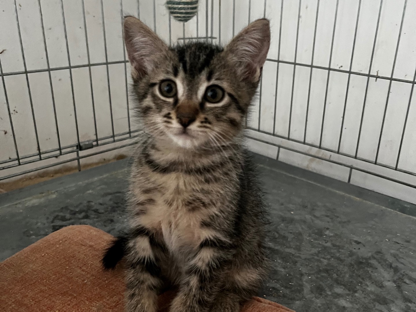 Adozione gatto, maschio, Razza sconosciuta Razza sconosciuta, 2 mesi, taglia non valida, Teramo