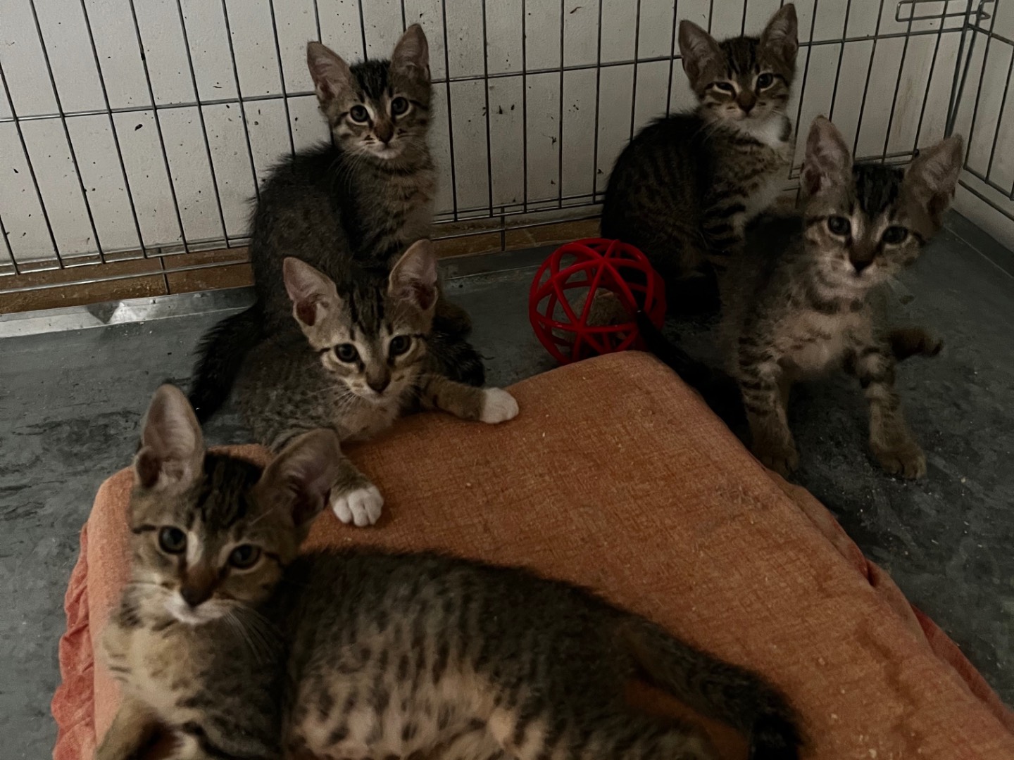 Adotta un gatto, maschio, 2 mesi, Teramo