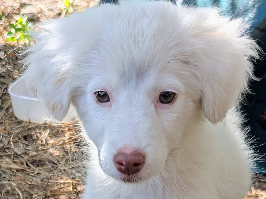 Adotta un cane, femmina, 3 mesi, Frosinone