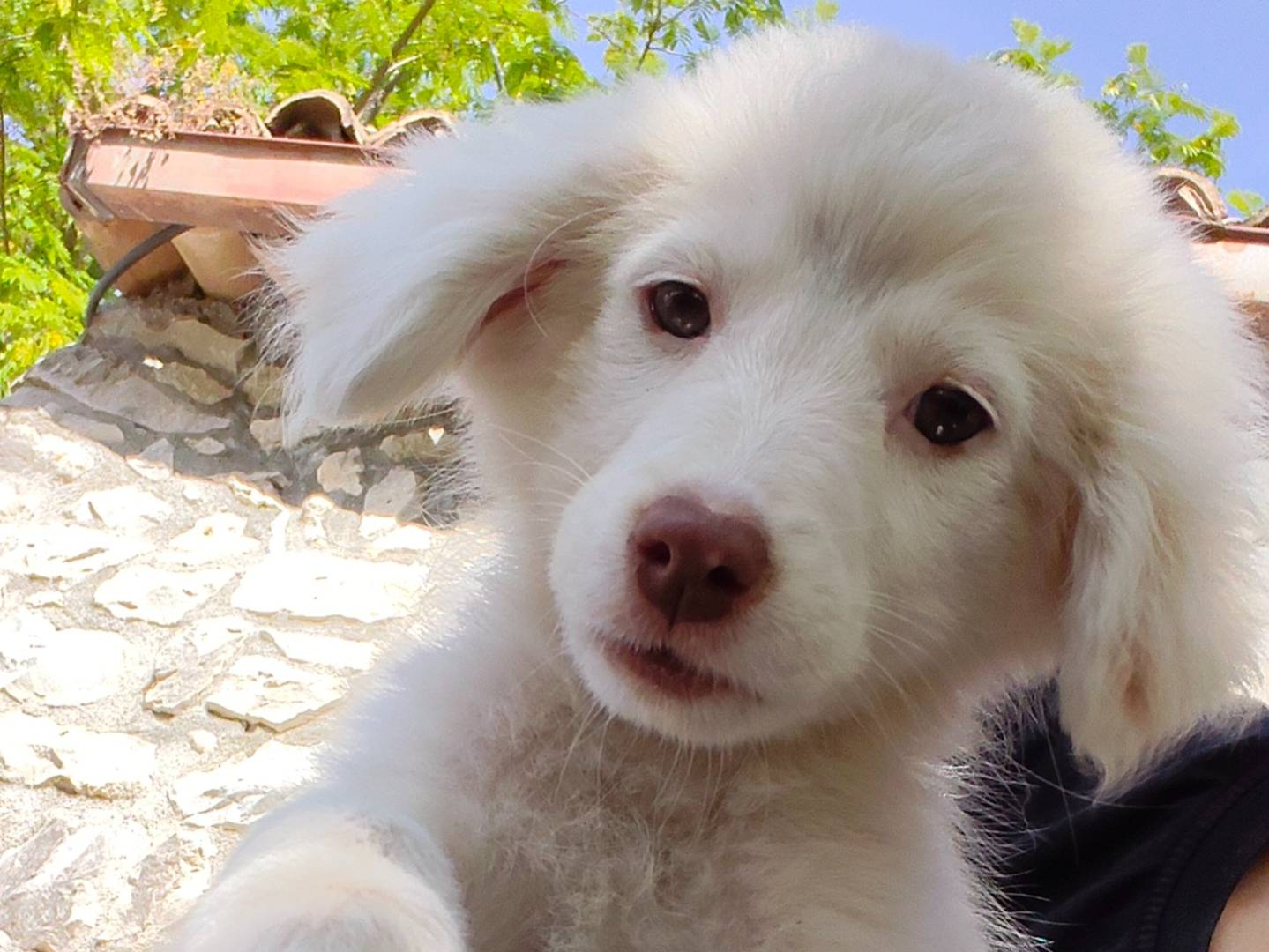 Adotta un cane, taglia media contenuta, femmina, Frosinone