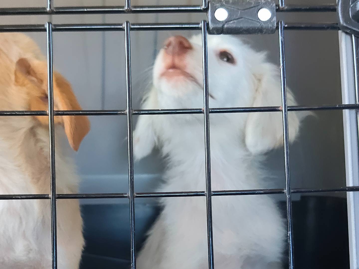 Vuoi adottare un cane a Frosinone?