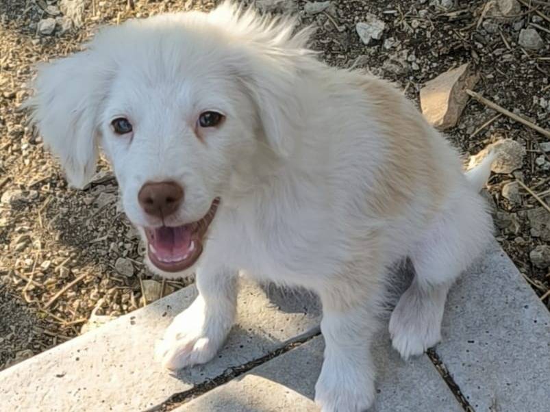 Adotta il cane Molly a Frosinone