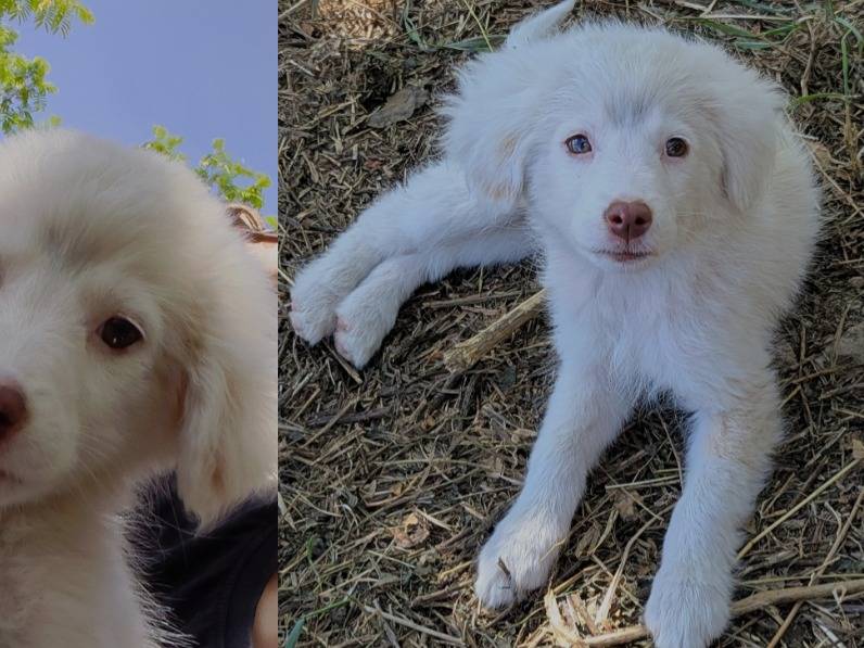 Adozione cane, femmina, Razza sconosciuta Razza sconosciuta, 3 mesi, taglia media contenuta, Frosinone