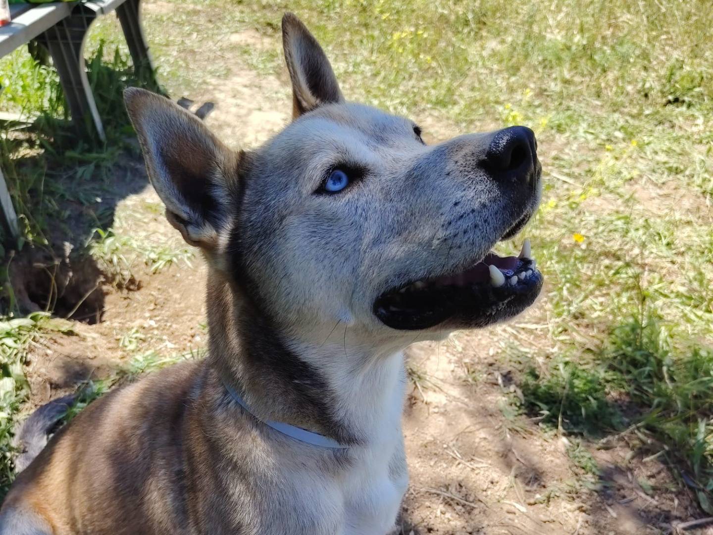 Adozione cane, maschio, Siberian Husky Pitbull, 4 anni e 10 mesi, taglia media, Roma