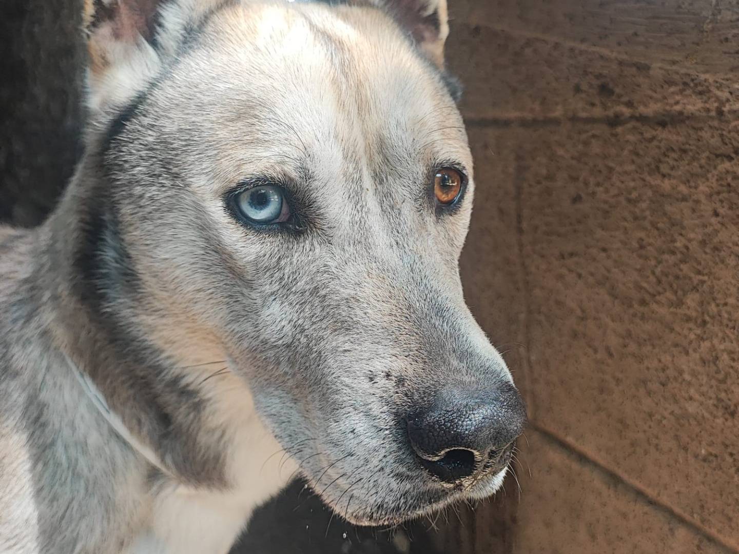 Adotta un cane, maschio, 4 anni e 10 mesi, Roma