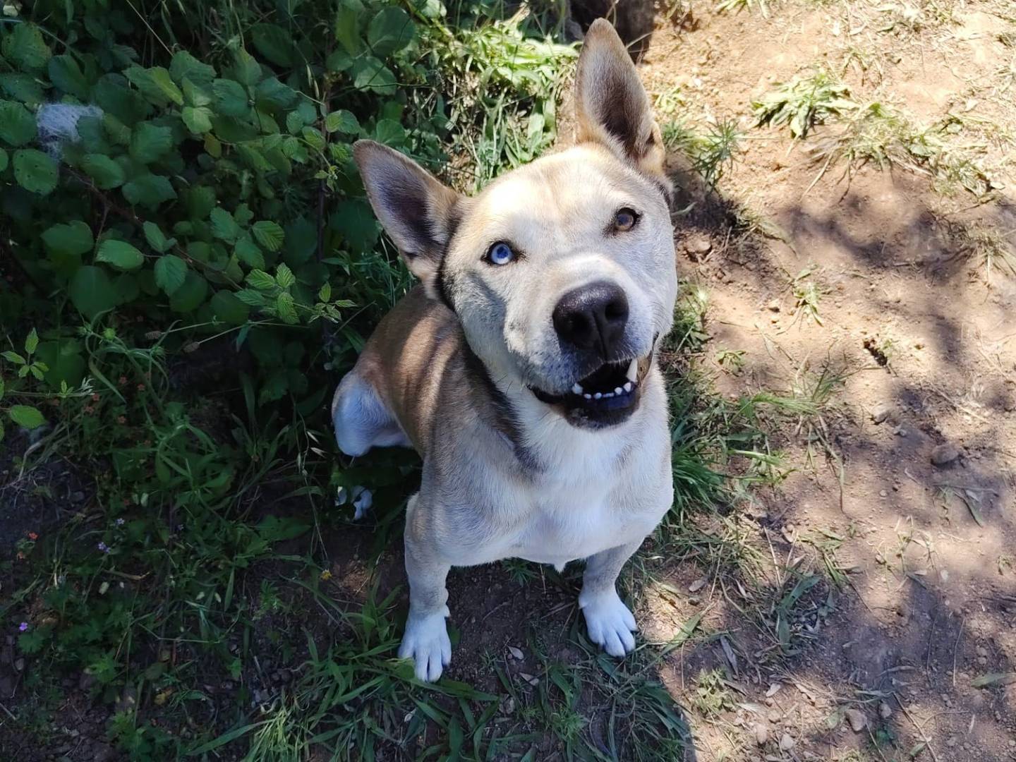 Vuoi adottare un cane a Roma?