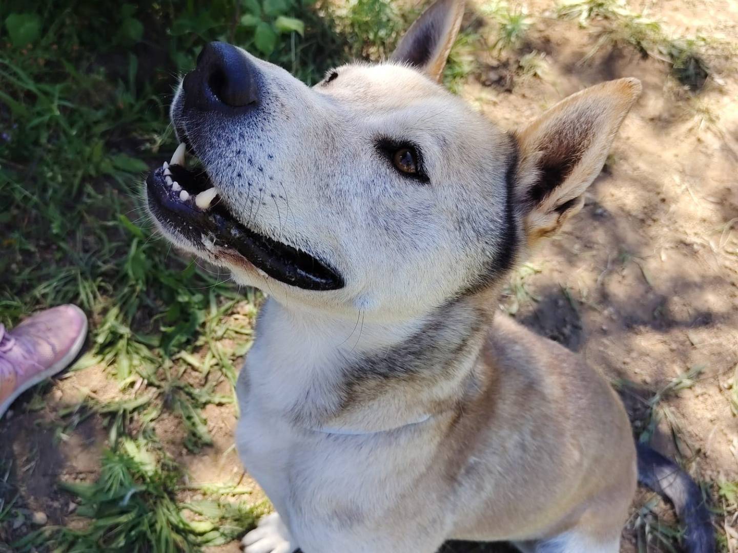 Adotta il cane Aron a Roma