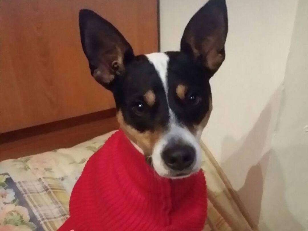 Adozione cane, maschio, Jack Russell Terrier Razza sconosciuta, 12 anni e 3 mesi, taglia piccola, Milano