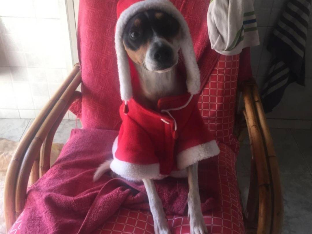 Adotta un cane, maschio, 12 anni e 3 mesi, Milano