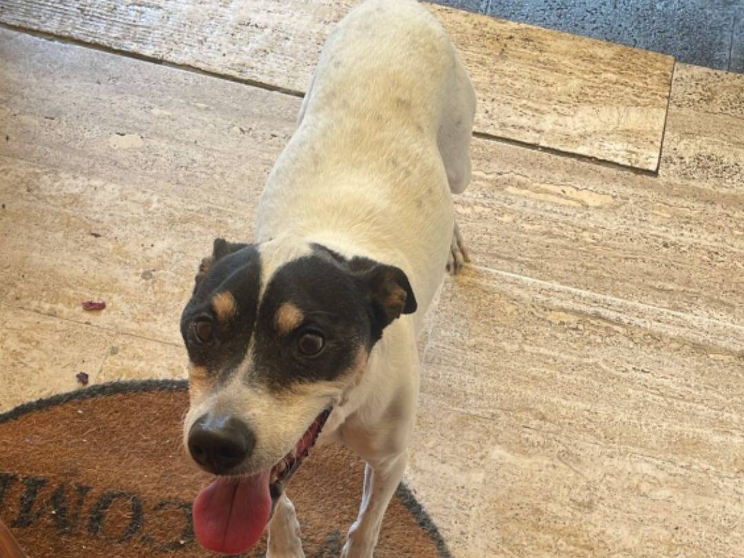 Vuoi adottare un cane a Milano?