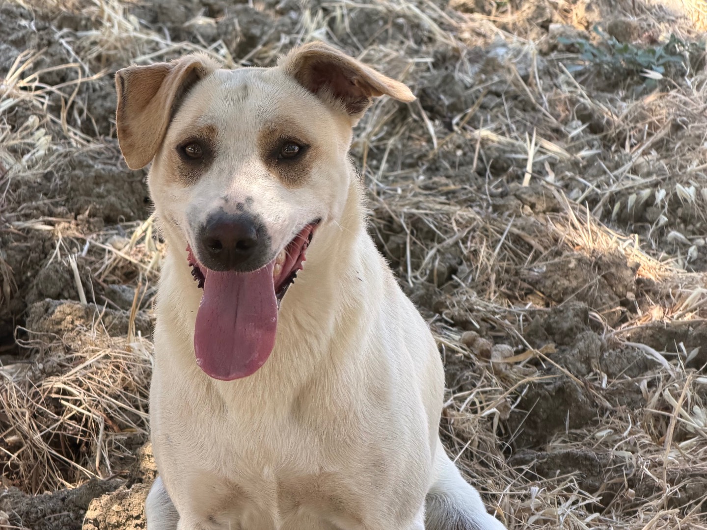 Adozione cane, maschio, Razza sconosciuta Razza sconosciuta, 1 anno e 2 mesi, taglia media, Agrigento