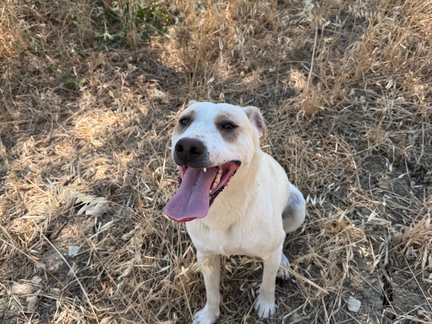 Adotta un cane, maschio, 1 anno e 2 mesi, Agrigento