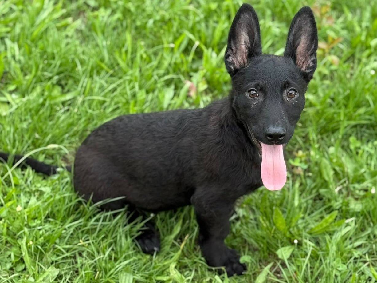 Adozione cane, maschio, Razza sconosciuta Razza sconosciuta, 3 mesi, taglia media, Firenze