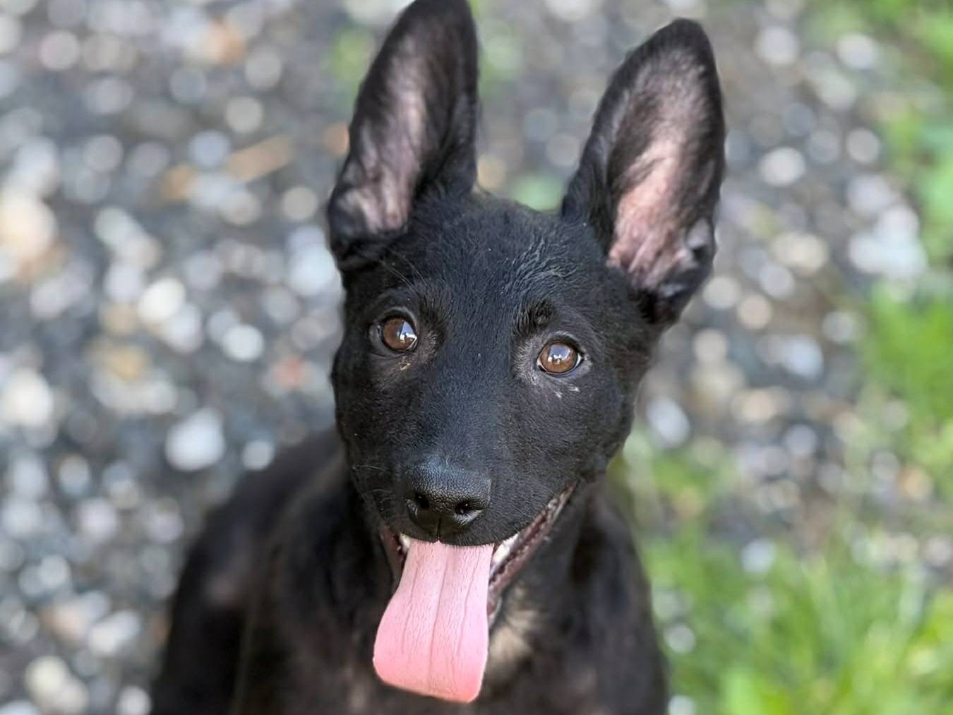 Adotta un cane, maschio, 3 mesi, Firenze