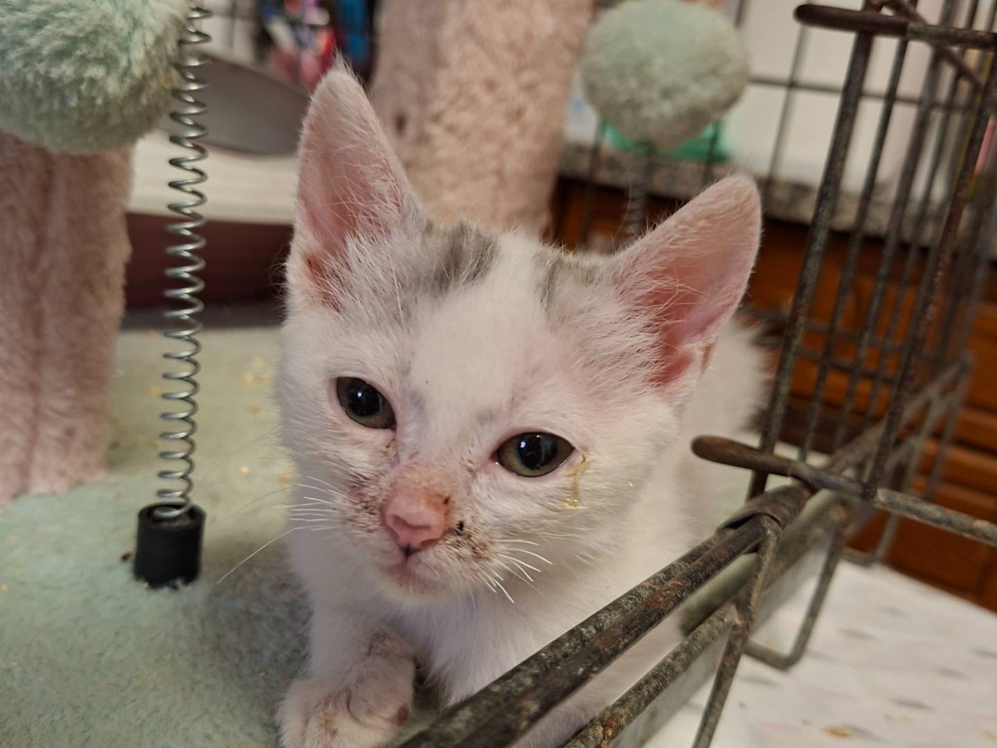 Adotta un gatto, femmina, 3 mesi, Asti