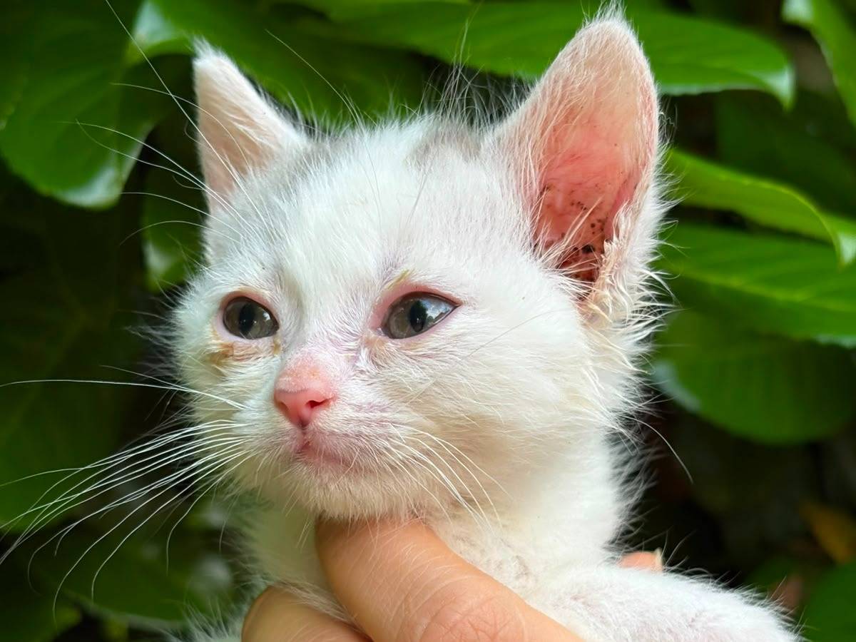 Adozione gatto, femmina, Razza sconosciuta Razza sconosciuta, 3 mesi, taglia non valida, Asti