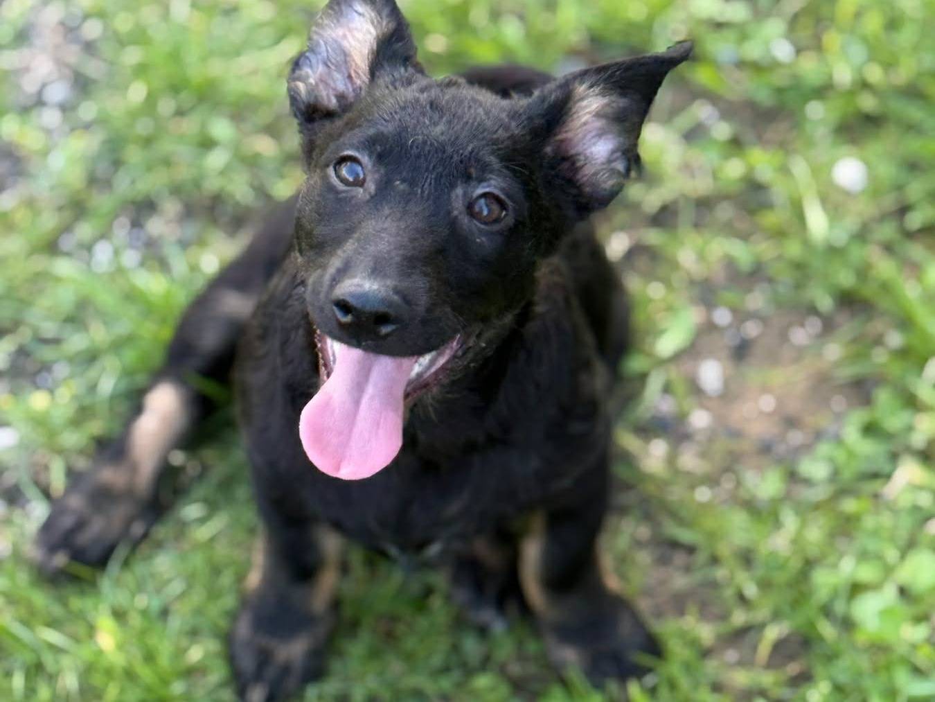 Adotta un cane, taglia media, maschio, Firenze