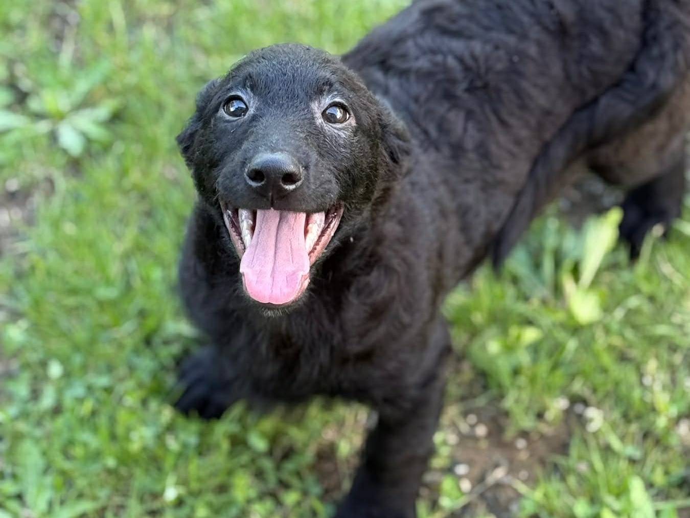 Adotta il cane ELIO ERIC e EMA a Firenze