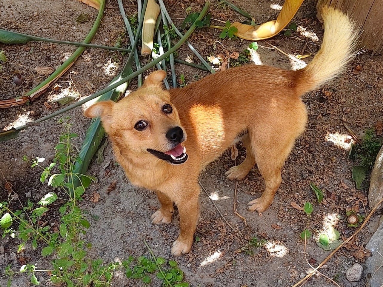 Adozione cane, maschio, Razza sconosciuta Razza sconosciuta, 1 anno, taglia piccola, Bari