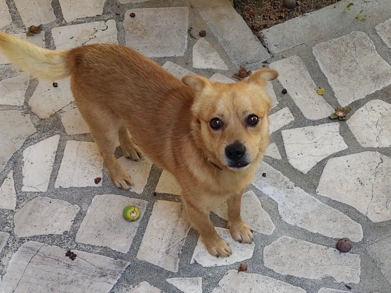 Adotta un cane, maschio, 1 anno, Bari