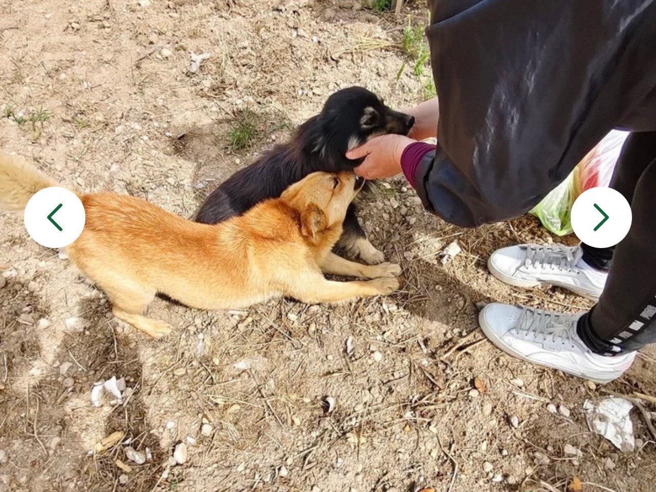 Adotta un cane, taglia piccola, maschio, Bari