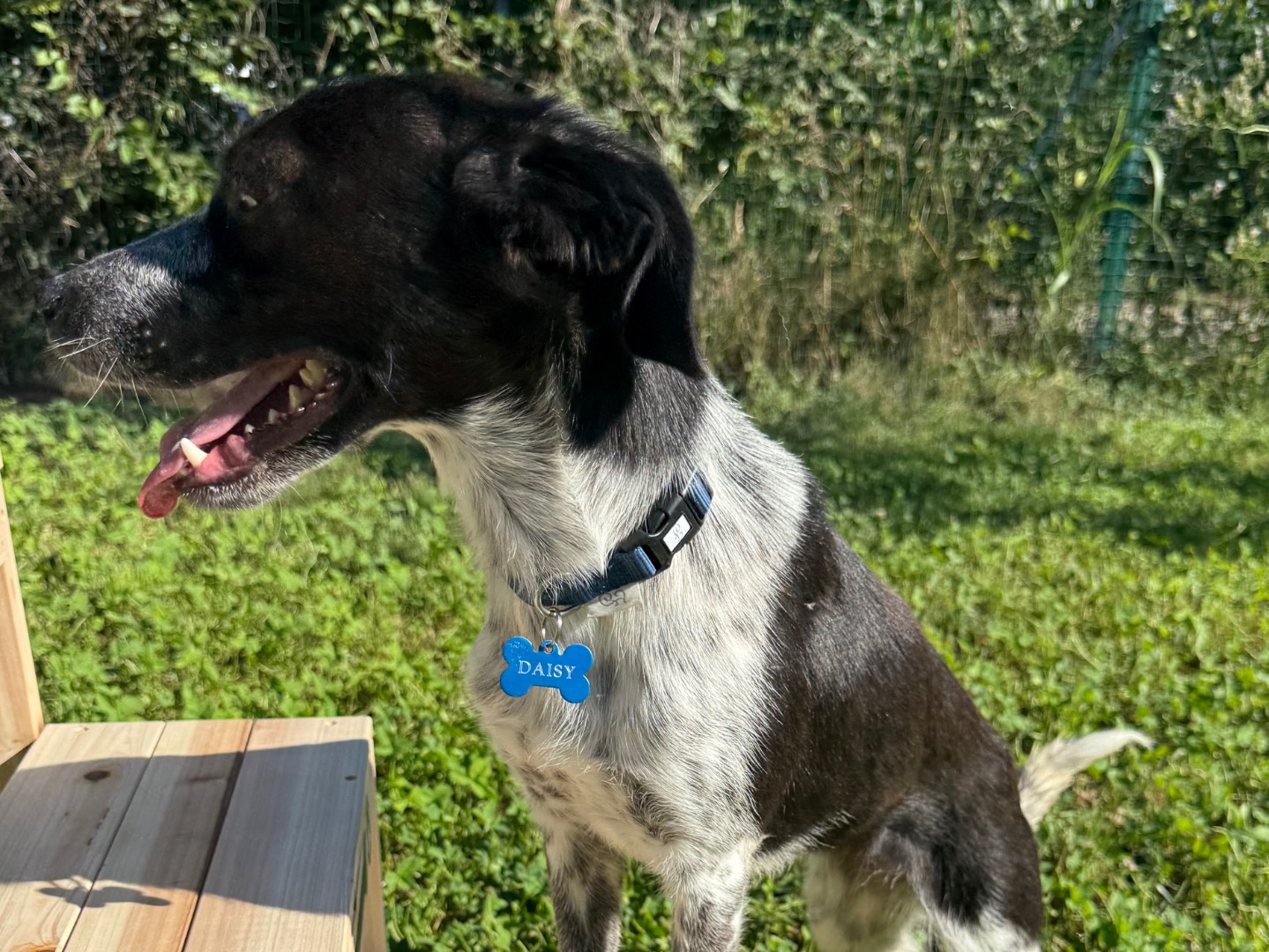 Adotta un cane, femmina, 11 mesi, Milano