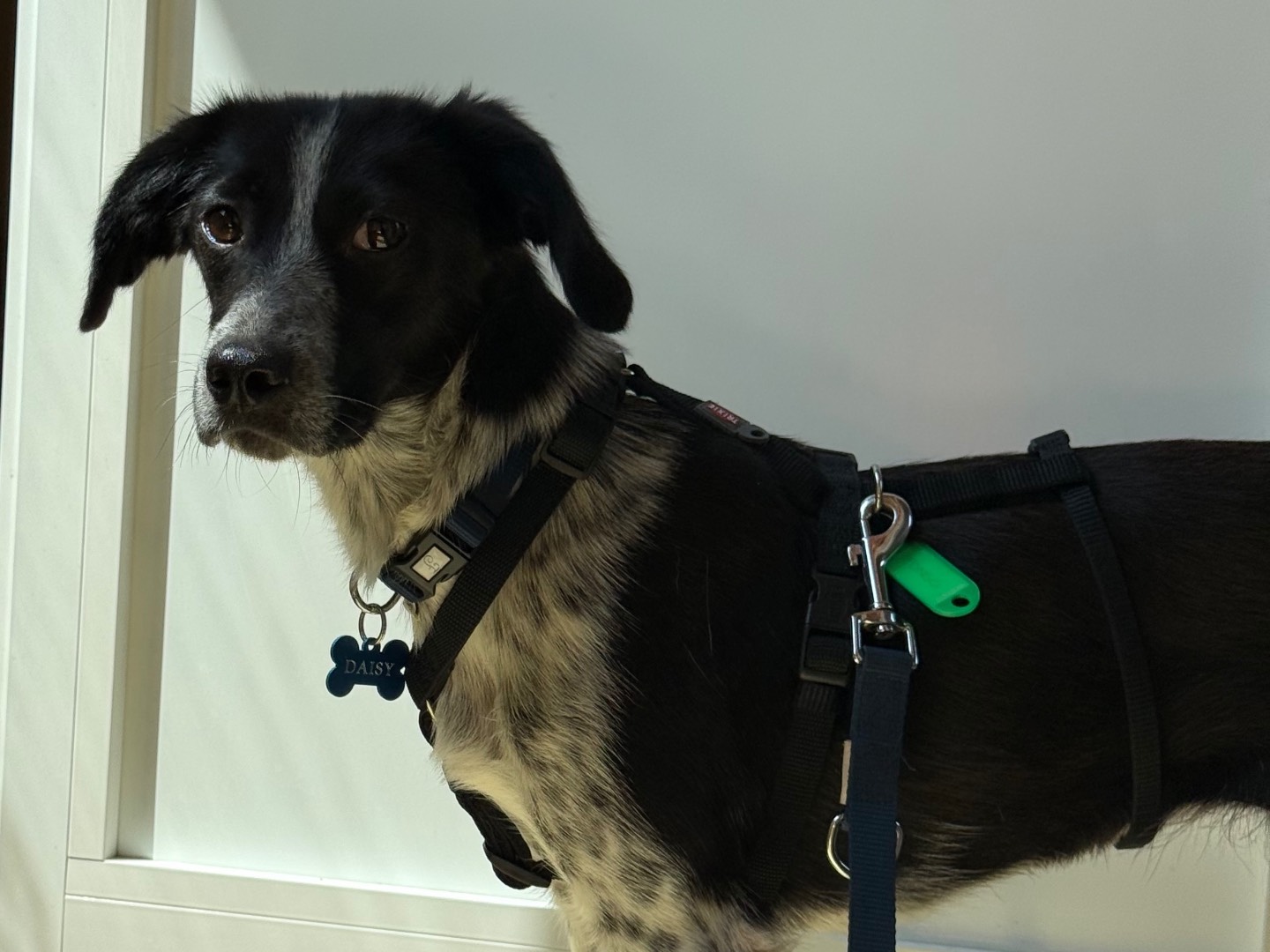 Adotta un cane, taglia piccola, femmina, Milano