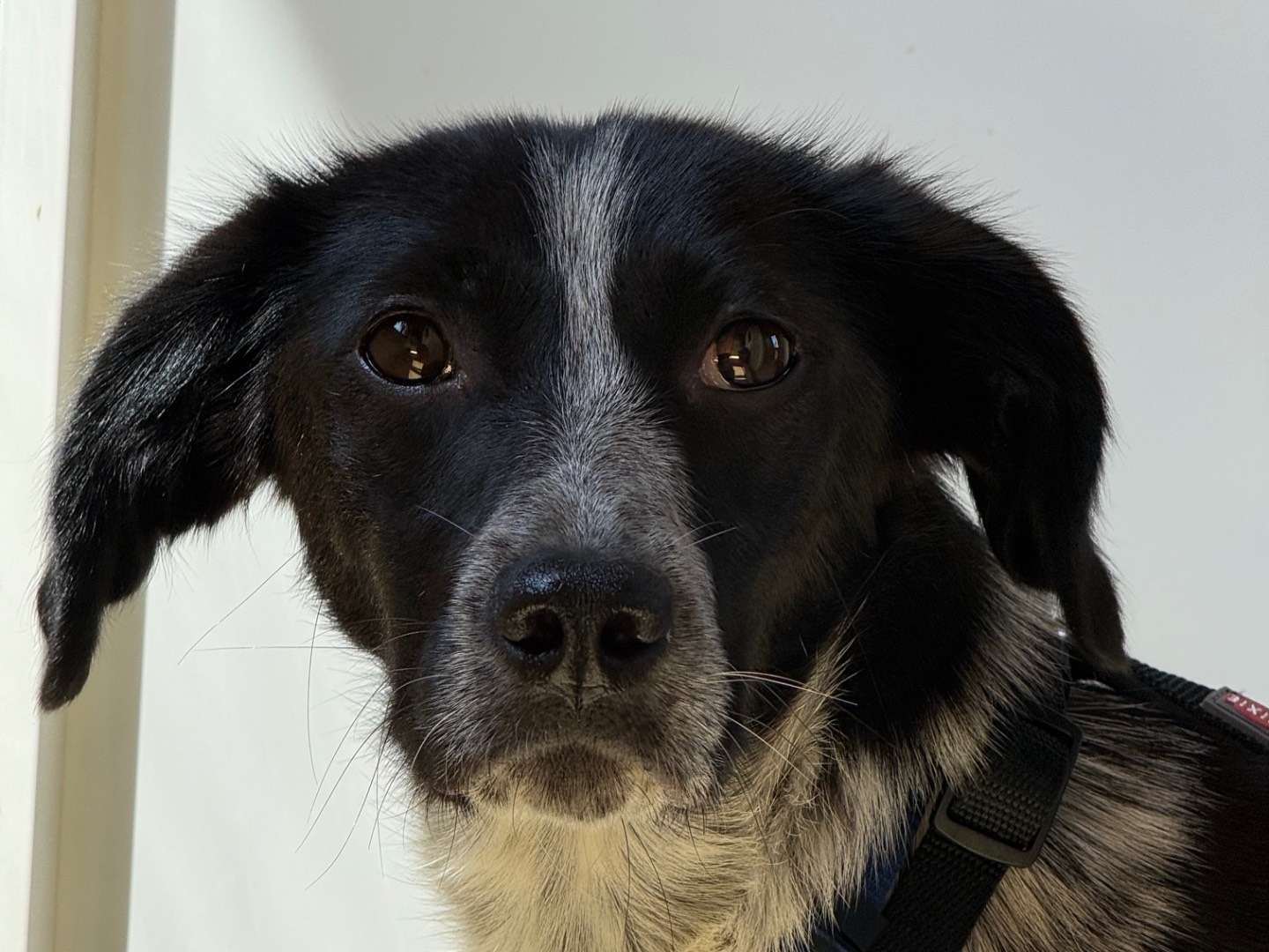 Adozione cane, femmina, Razza sconosciuta Razza sconosciuta, 11 mesi, taglia piccola, Milano