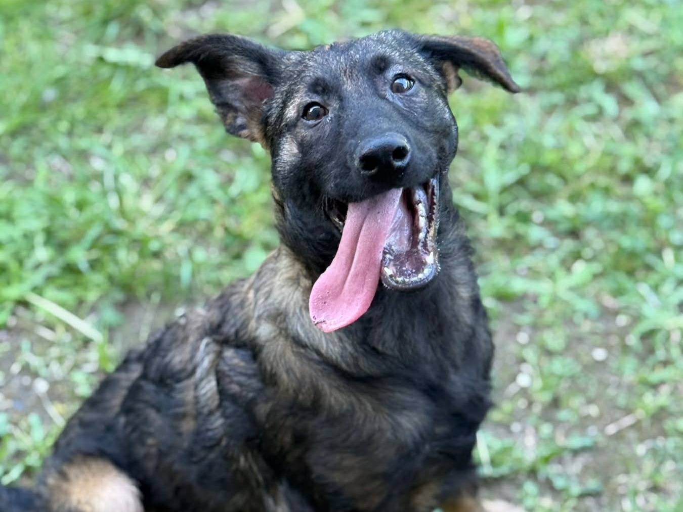 Adozione cane, maschio, Razza sconosciuta Razza sconosciuta, 3 mesi, taglia media, Firenze