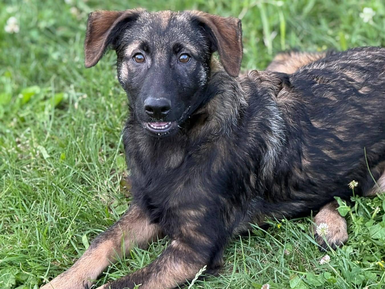 Adotta un cane, maschio, 3 mesi, Firenze