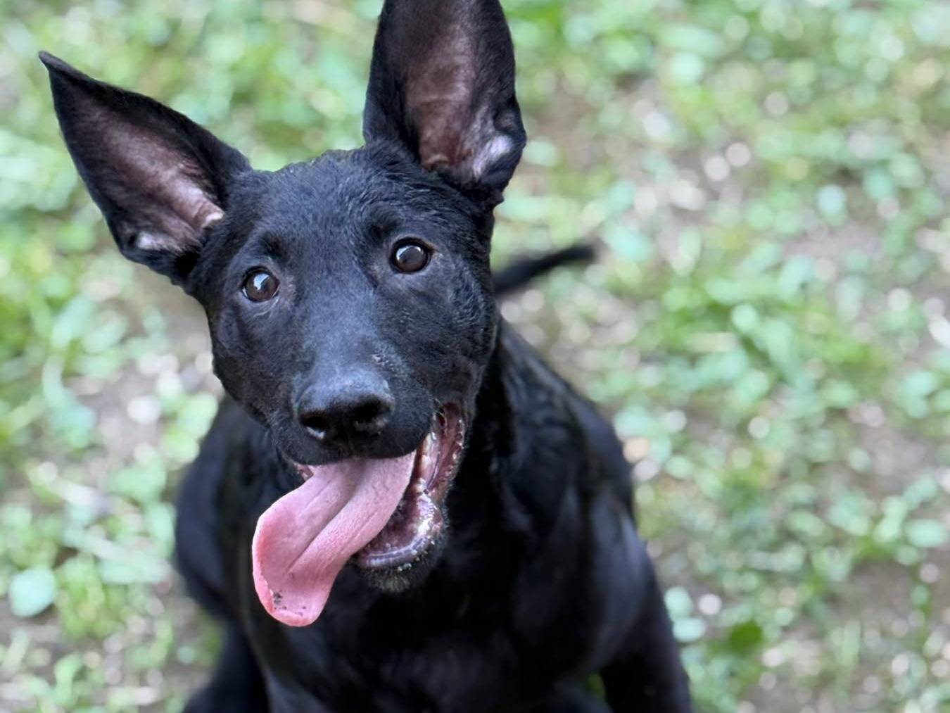 Adotta un cane, taglia media, maschio, Firenze