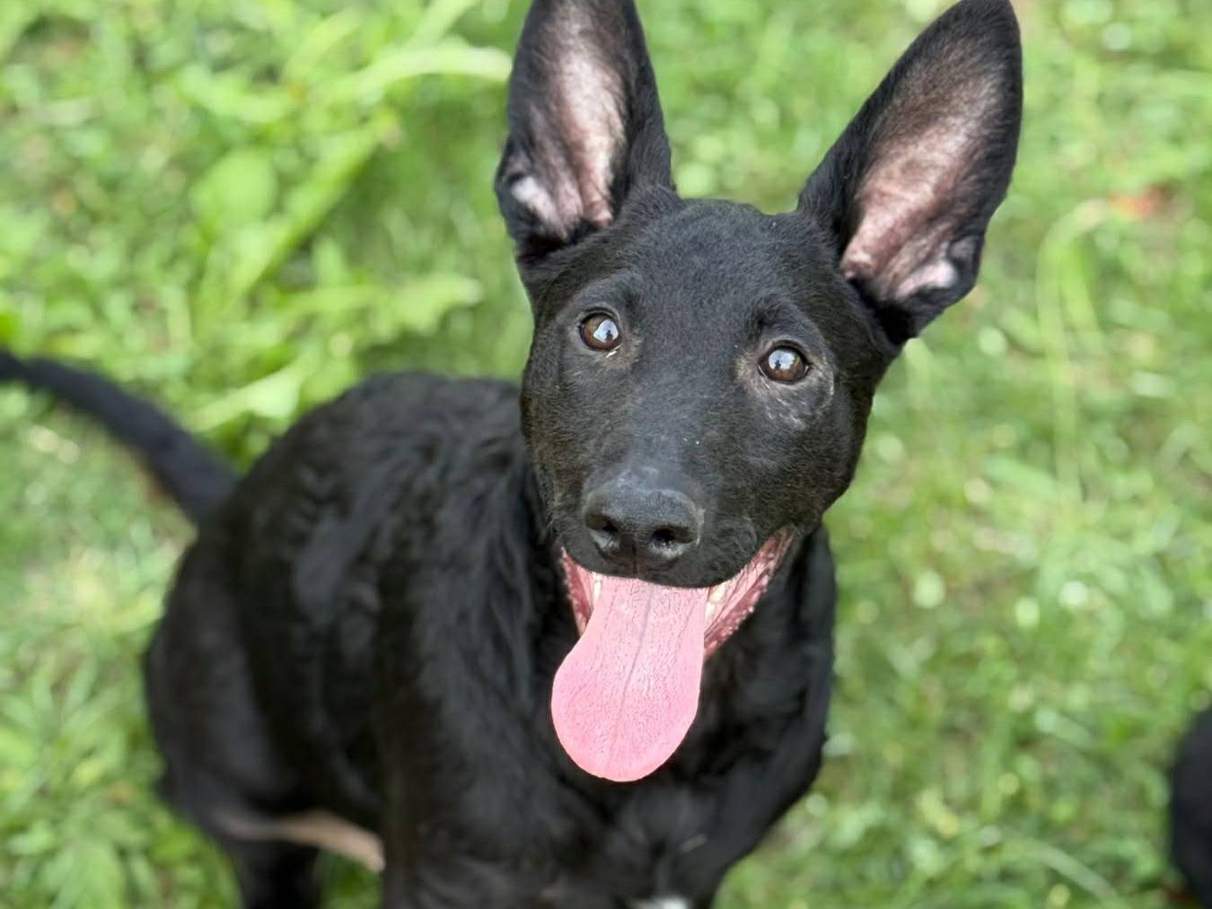Vuoi adottare un cane a Firenze?