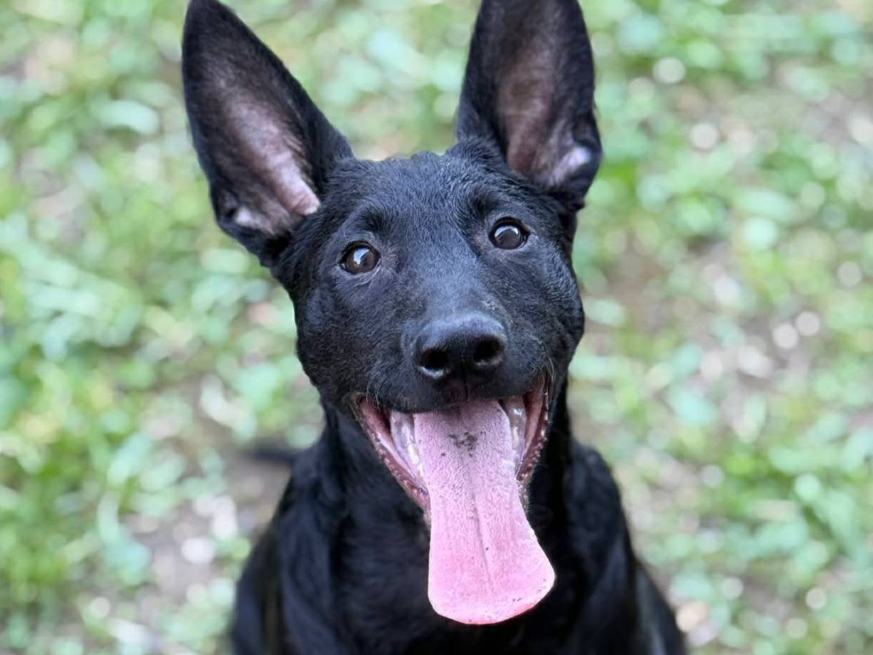 Adotta il cane ERNAD e ENRICO a Firenze